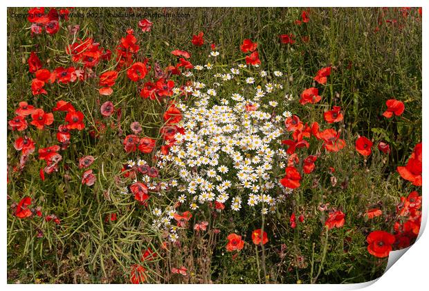 Daisies and poppies Print by Sally Wallis