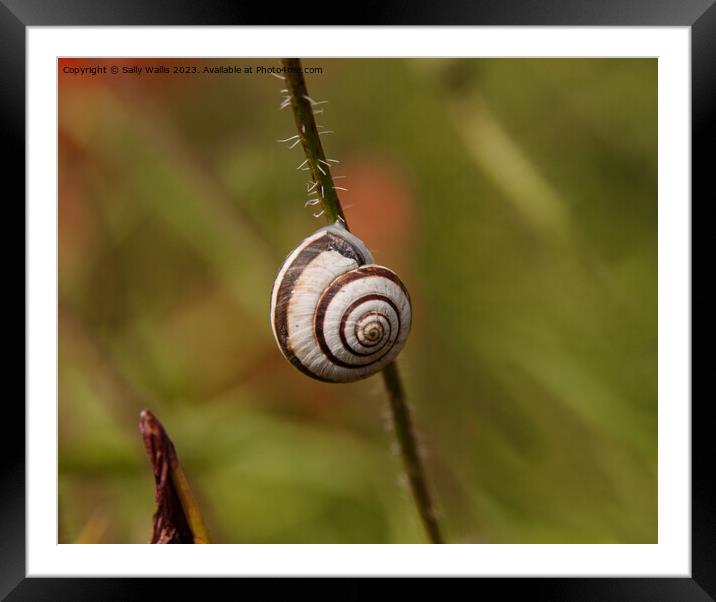Snail on a Bramble Framed Mounted Print by Sally Wallis