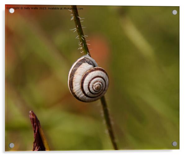Snail on a Bramble Acrylic by Sally Wallis