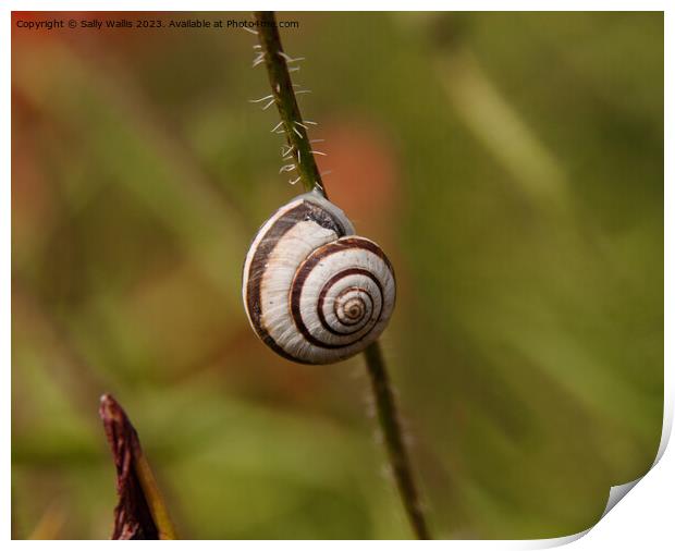 Snail on a Bramble Print by Sally Wallis