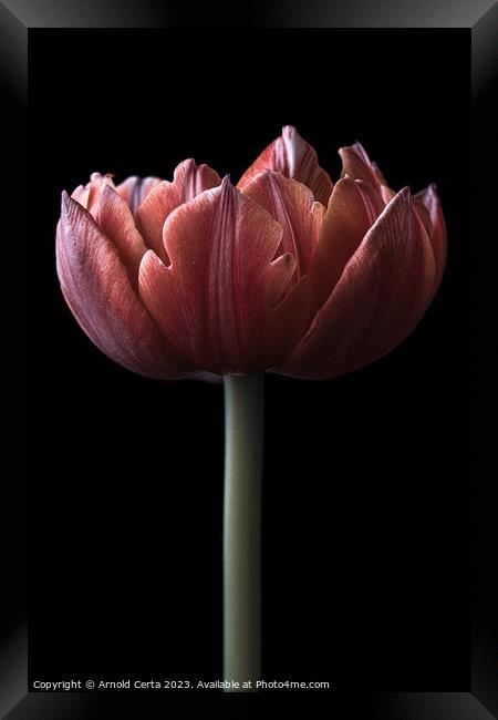 Tulip Framed Print by Arnold Certa