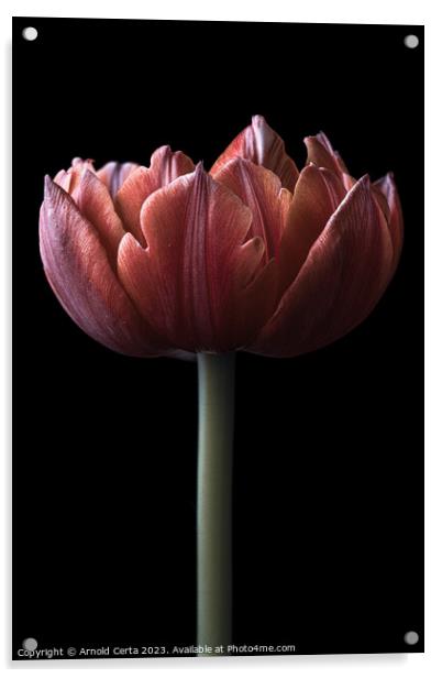 Tulip Acrylic by Arnold Certa