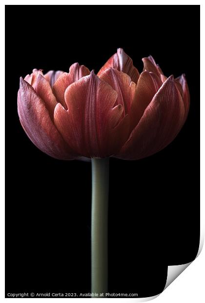 Tulip Print by Arnold Certa