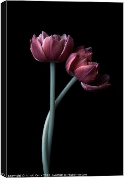 Tulips Canvas Print by Arnold Certa