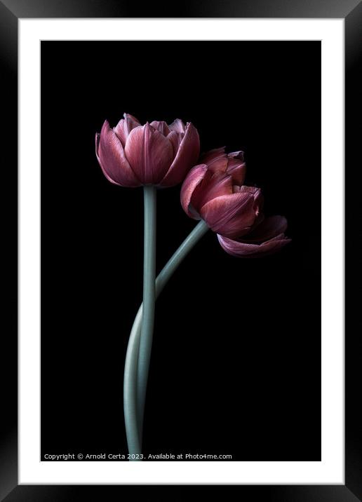 Tulips Framed Mounted Print by Arnold Certa