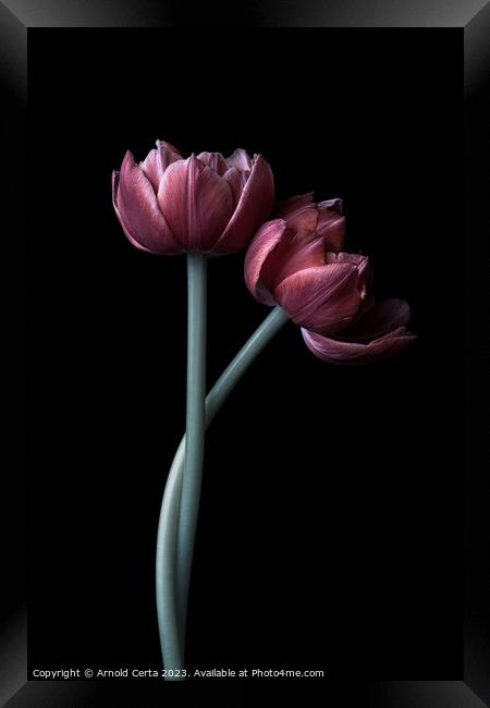 Tulips Framed Print by Arnold Certa