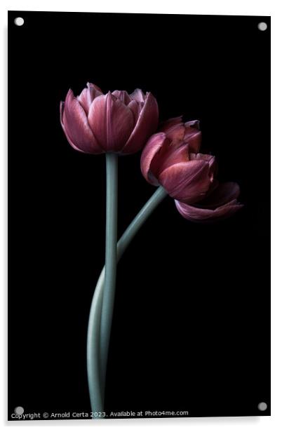 Tulips Acrylic by Arnold Certa