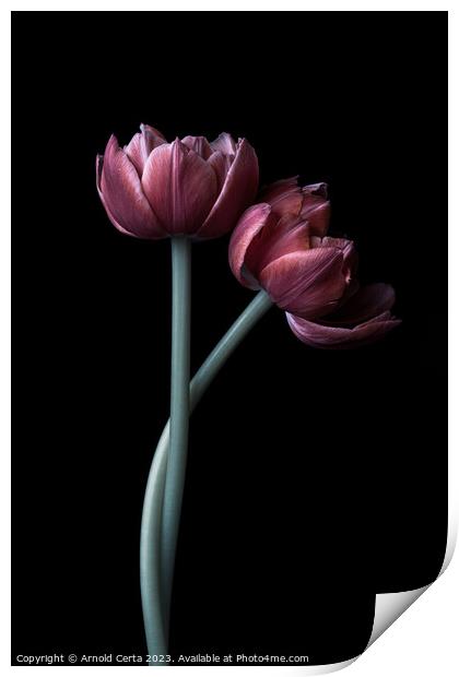Tulips Print by Arnold Certa