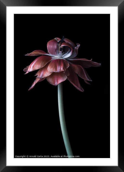 Tulip Framed Mounted Print by Arnold Certa