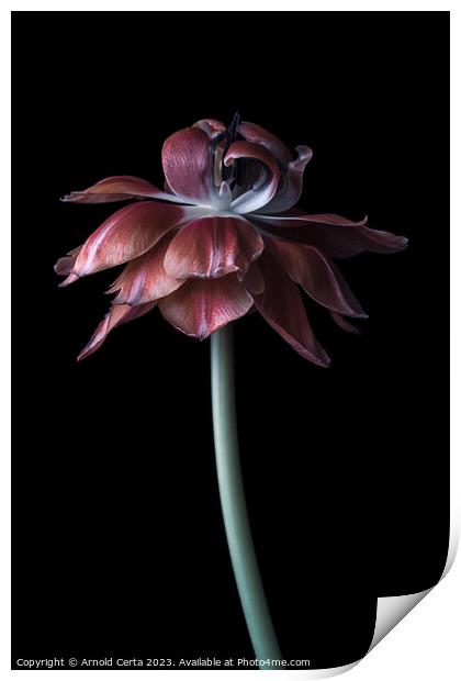 Tulip Print by Arnold Certa