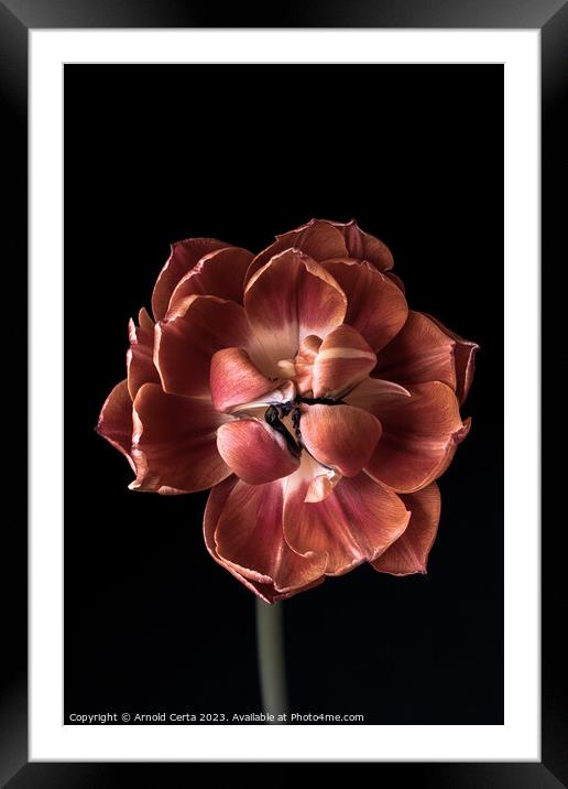 Tulip Framed Mounted Print by Arnold Certa