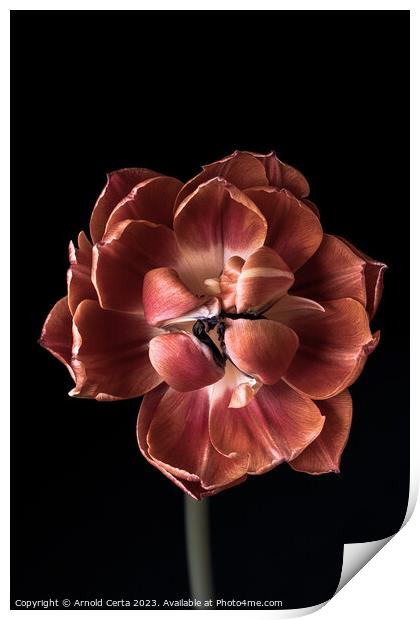 Tulip Print by Arnold Certa