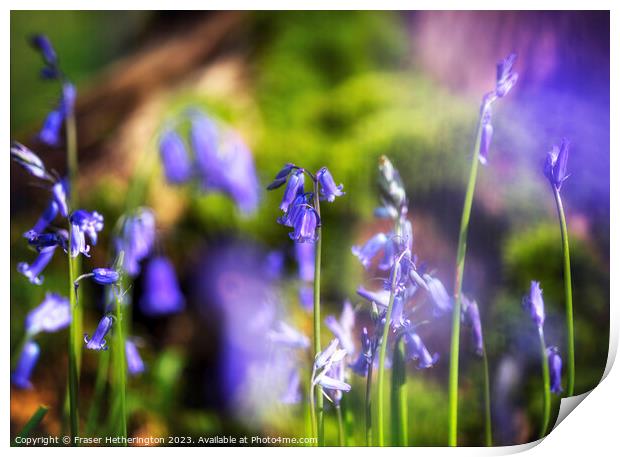 Bluebells Print by Fraser Hetherington