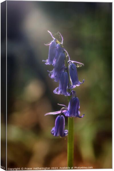 Bluebell with spider photo bomb Canvas Print by Fraser Hetherington
