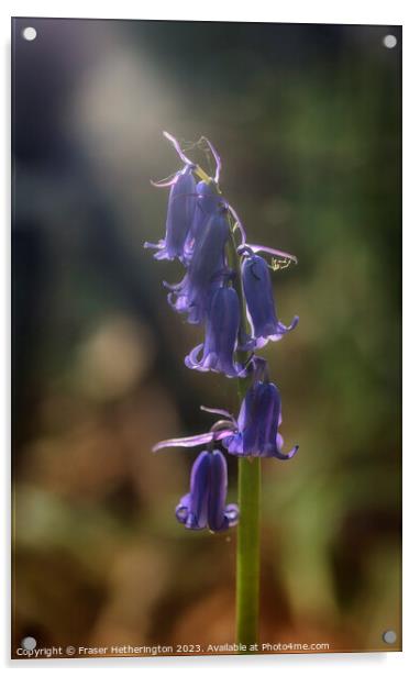 Bluebell with spider photo bomb Acrylic by Fraser Hetherington