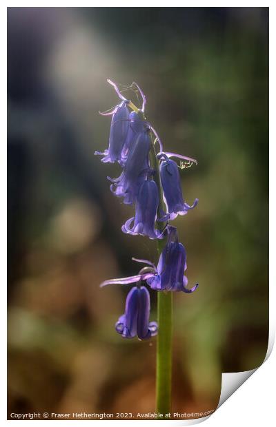 Bluebell with spider photo bomb Print by Fraser Hetherington