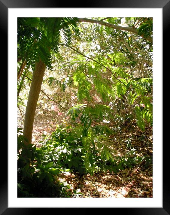 Backyard jungle Framed Mounted Print by Stephanie Moore