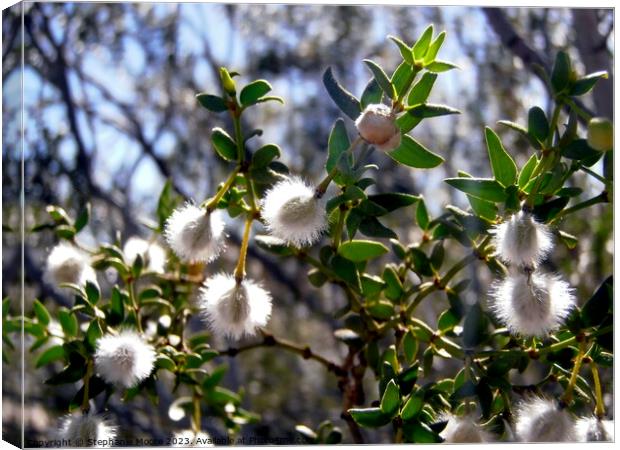Creosote plant seeds Canvas Print by Stephanie Moore