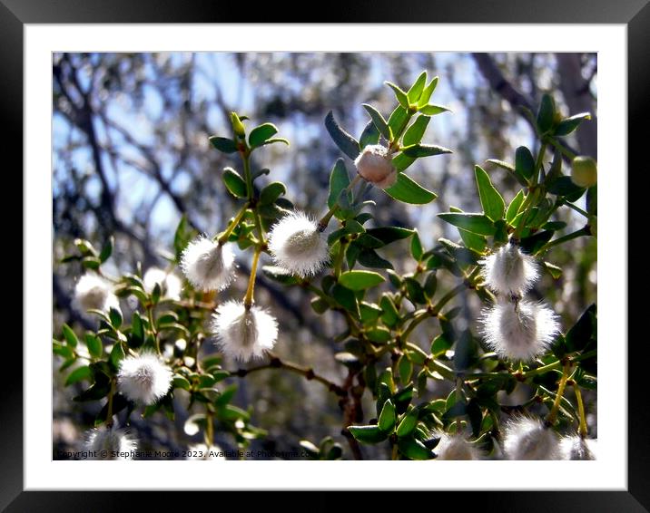 Creosote plant seeds Framed Mounted Print by Stephanie Moore