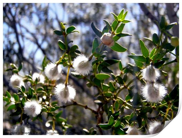 Creosote plant seeds Print by Stephanie Moore