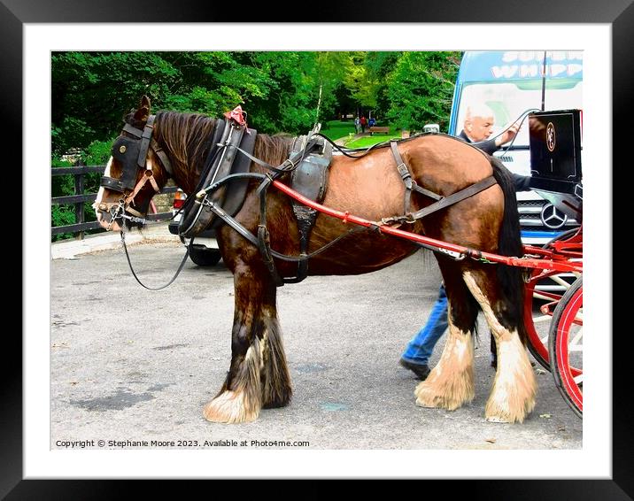 A horse pulling a carriage Framed Mounted Print by Stephanie Moore