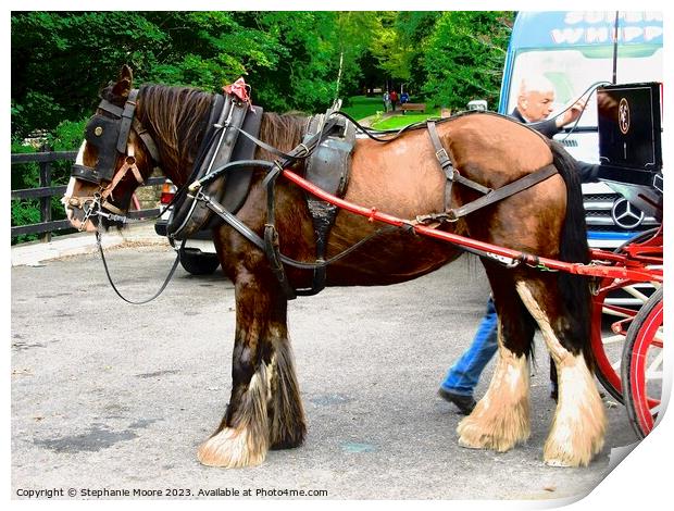 A horse pulling a carriage Print by Stephanie Moore