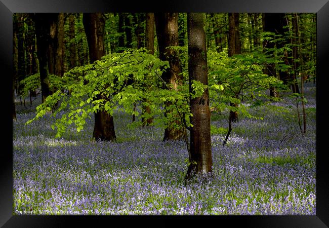 Plant tree Framed Print by Simon Johnson