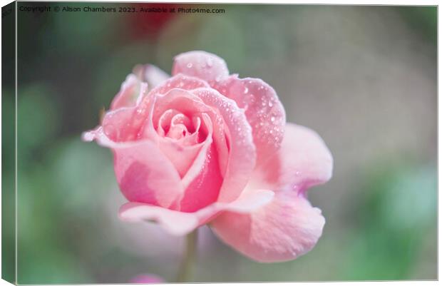 Pink Unfurling Rose Canvas Print by Alison Chambers