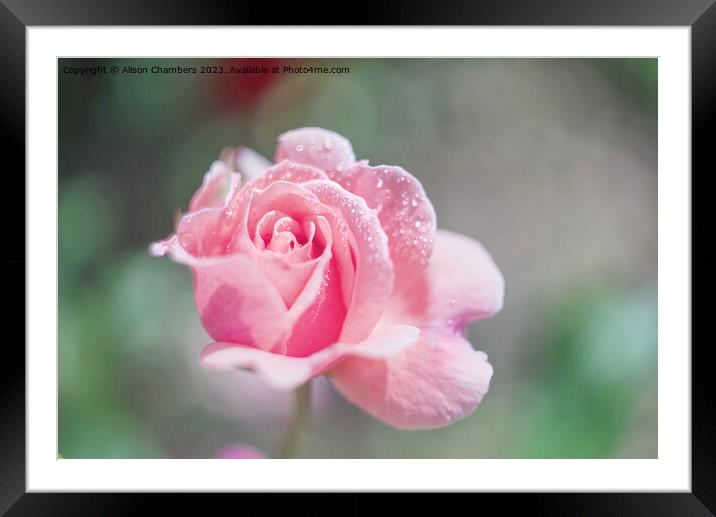 Pink Unfurling Rose Framed Mounted Print by Alison Chambers