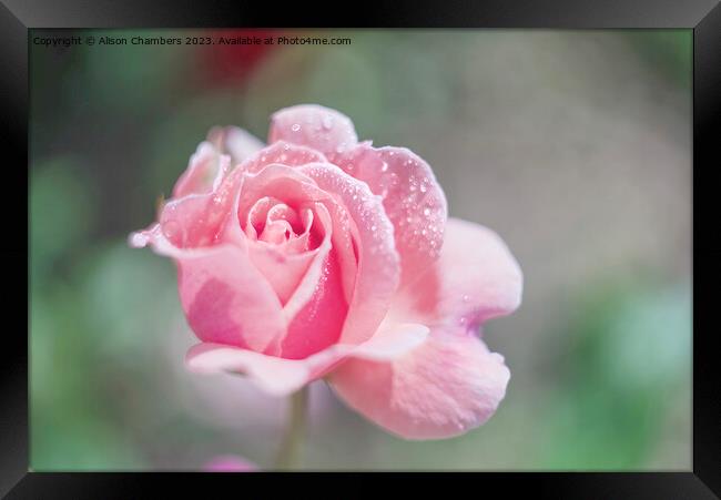 Pink Unfurling Rose Framed Print by Alison Chambers