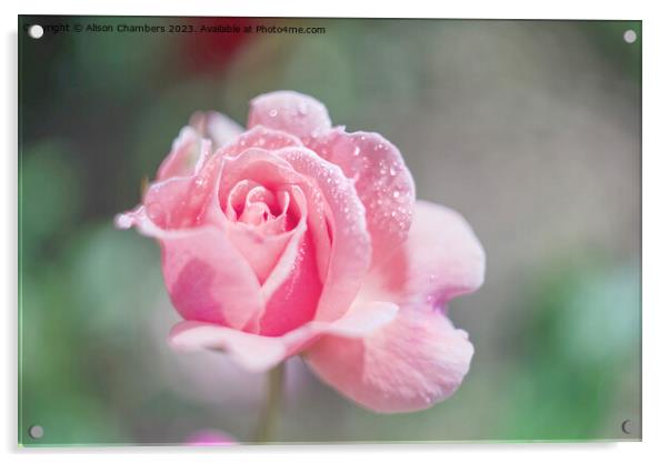 Pink Unfurling Rose Acrylic by Alison Chambers
