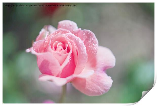 Pink Unfurling Rose Print by Alison Chambers
