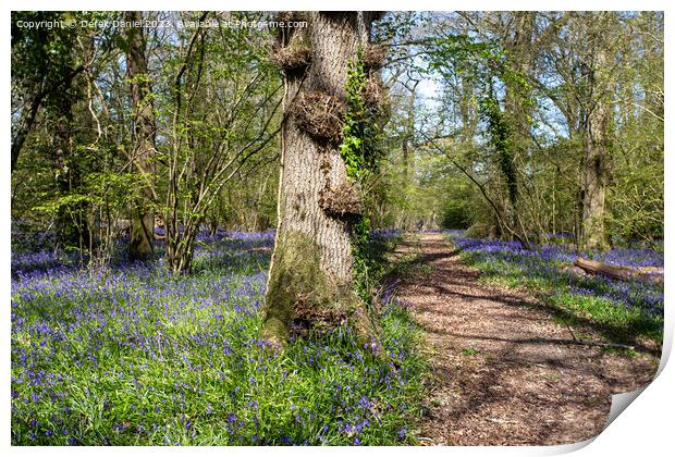 Bluebell Woodland in Pamphill Wood Print by Derek Daniel