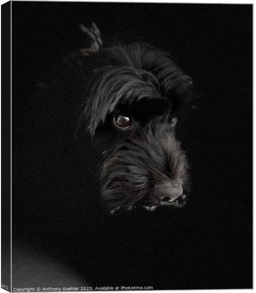 A close up of a black cockapoo dog Canvas Print by Anthony Goehler