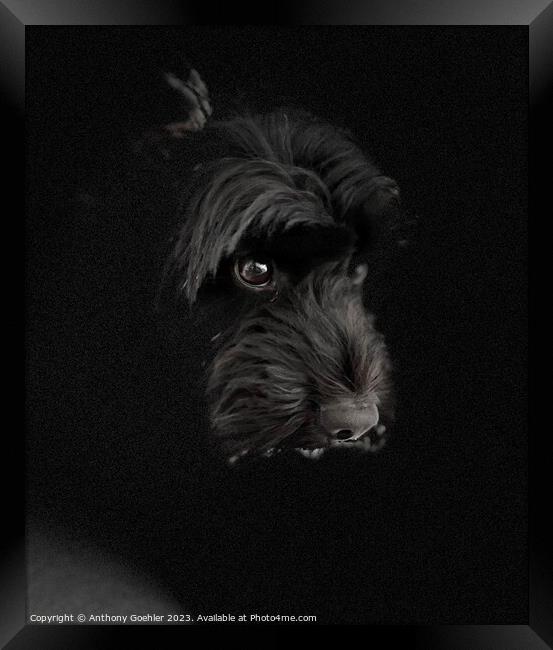 A close up of a black cockapoo dog Framed Print by Anthony Goehler