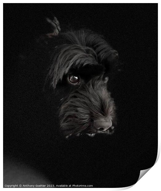 A close up of a black cockapoo dog Print by Anthony Goehler