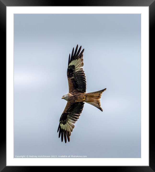 Majestic Hunter in the Sky Framed Mounted Print by Rodney Hutchinson