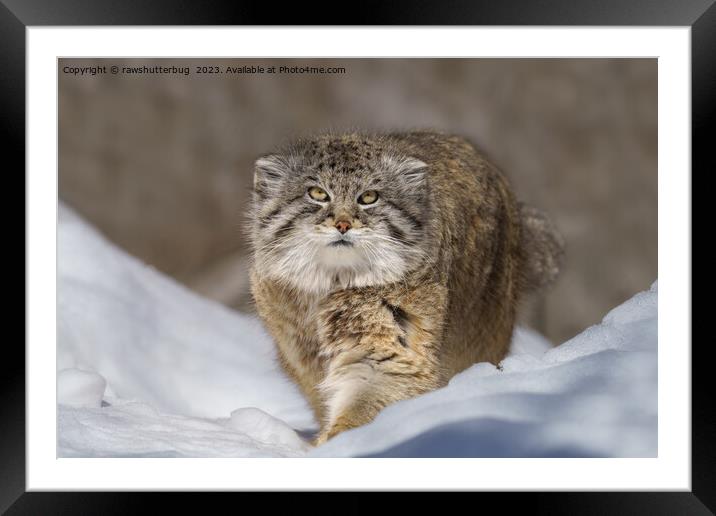 Pallas Cat in the snow Framed Mounted Print by rawshutterbug 