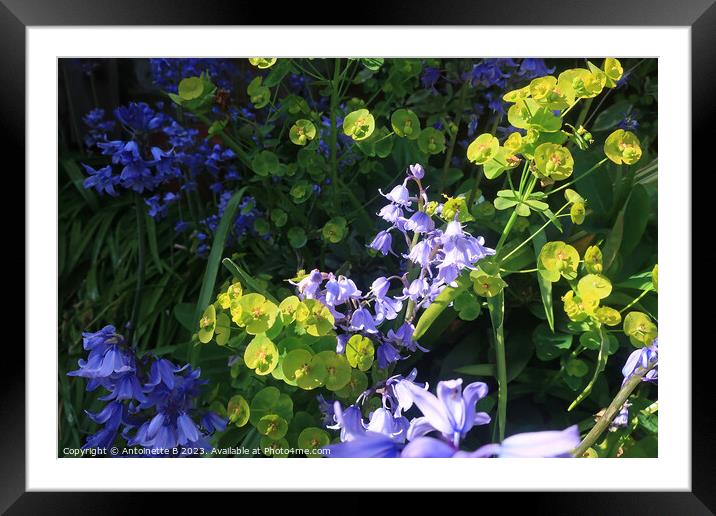 Euphorbias and Bluebells Framed Mounted Print by Antoinette B
