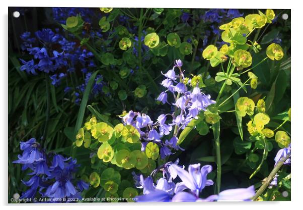 Euphorbias and Bluebells Acrylic by Antoinette B