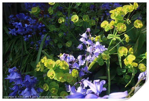 Euphorbias and Bluebells Print by Antoinette B