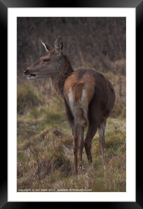 A deer standing in a field Framed Mounted Print by Jon Saiss