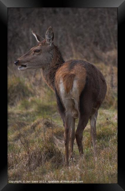 A deer standing in a field Framed Print by Jon Saiss