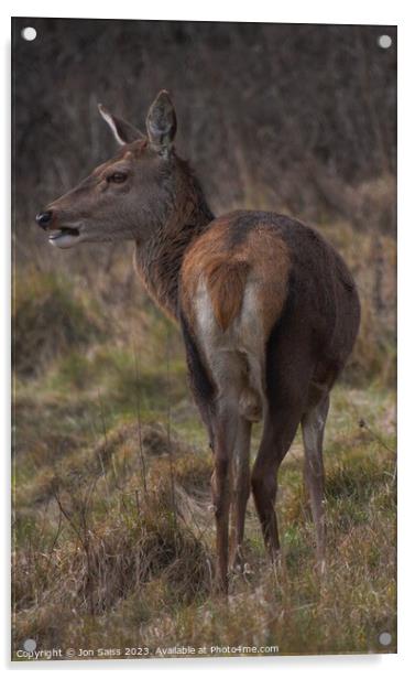 A deer standing in a field Acrylic by Jon Saiss