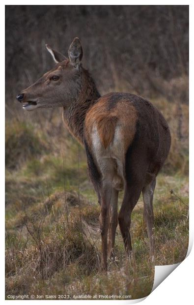 A deer standing in a field Print by Jon Saiss