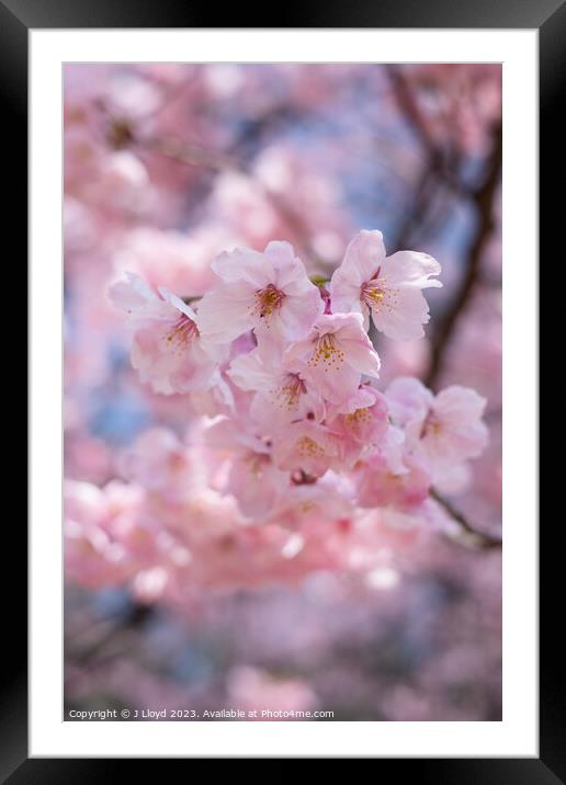 Cherry blossom in Tokyo, Japan Framed Mounted Print by J Lloyd