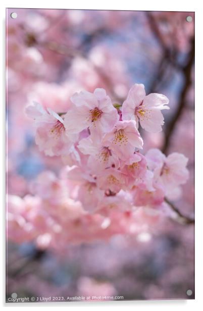 Cherry blossom in Tokyo, Japan Acrylic by J Lloyd