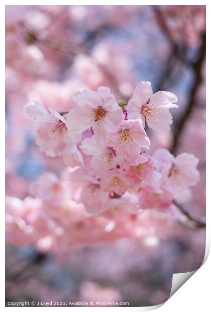 Cherry blossom in Tokyo, Japan Print by J Lloyd