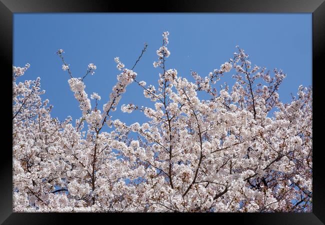 Cherry blossom, Tokyo, Japan Framed Print by J Lloyd