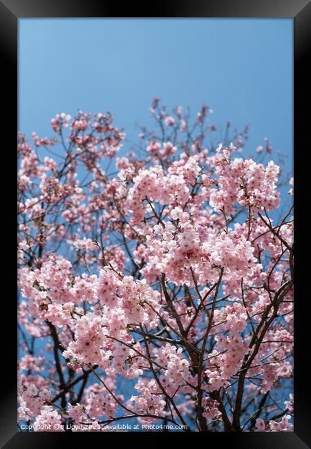 Cherry blossom in Tokyo, Japan Framed Print by J Lloyd